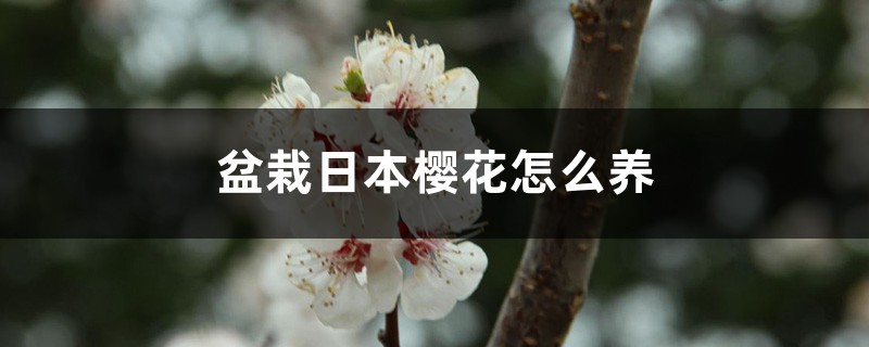 盆栽日本樱花怎么养 盆栽日本樱花怎么养