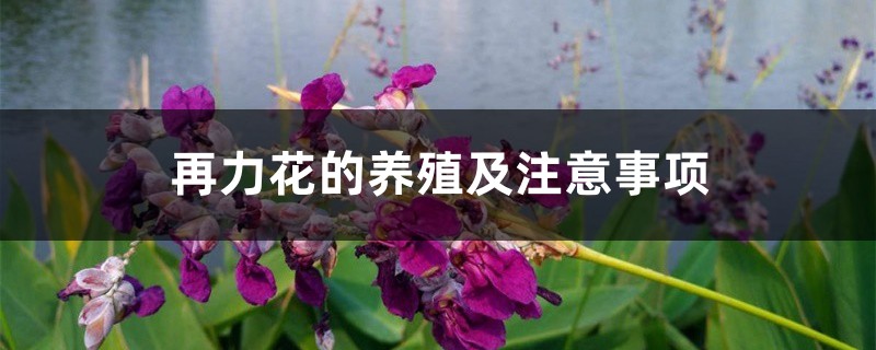 再力花的养殖及注意事项 再力花的养殖及注意事项