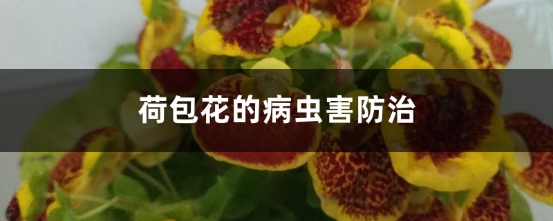 荷包花的病虫害防治 荷包花的病虫害防治