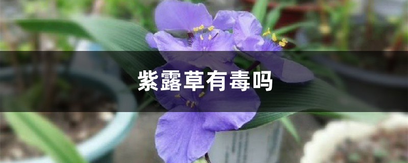 紫露草有毒吗 紫露草有毒吗
