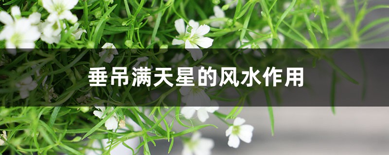 垂吊满天星的风水作用 垂吊满天星的风水作用