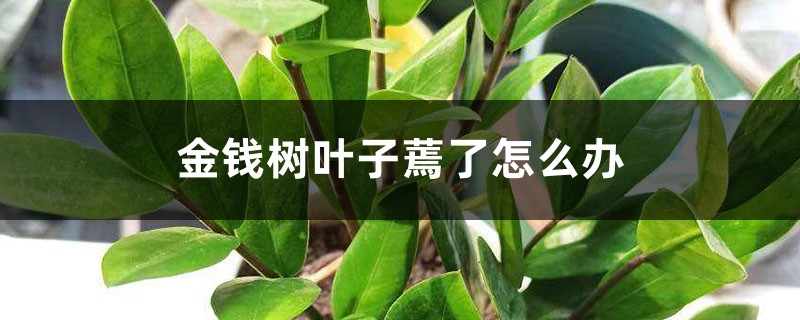 金钱树叶子蔫了怎么办 金钱树叶子蔫了怎么办