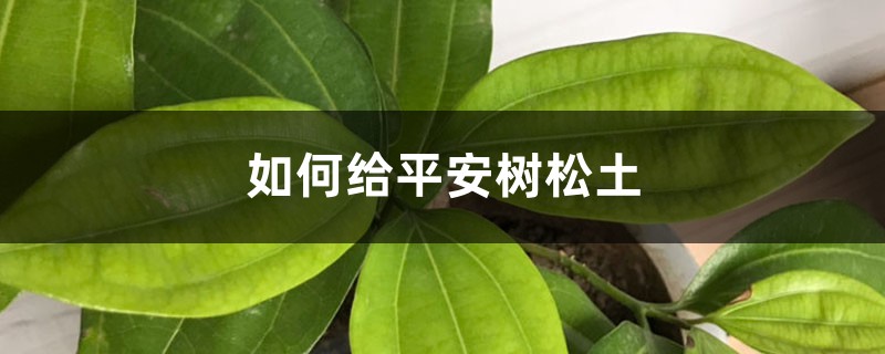 如何给平安树松土 如何给平安树松土