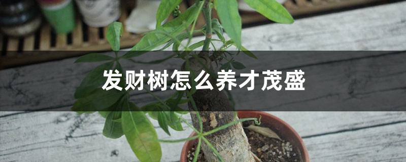 发财树怎么养才茂盛 发财树怎么养才茂盛