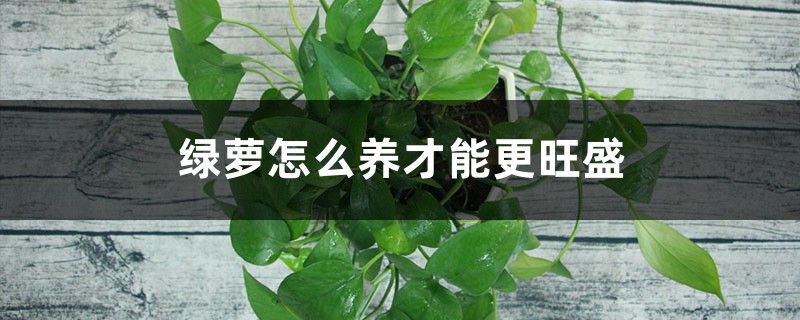 绿萝怎么养才能更旺盛 绿萝怎么养才能更旺盛