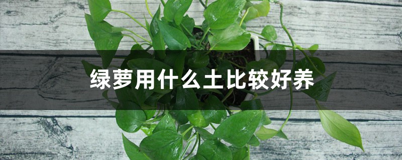 绿萝用什么土比较好养 绿萝用什么土比较好养