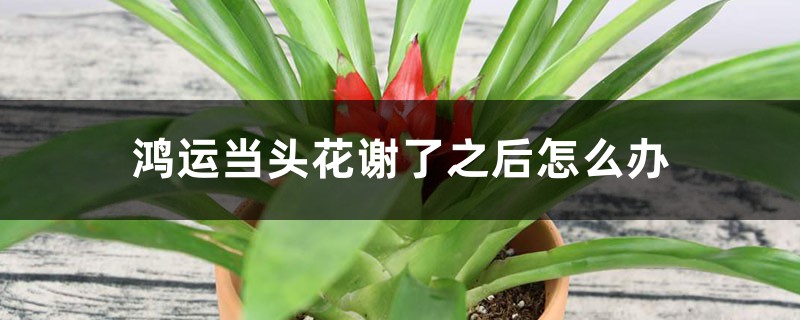 鸿运当头花谢了之后怎么办 鸿运当头花谢了之后怎么办