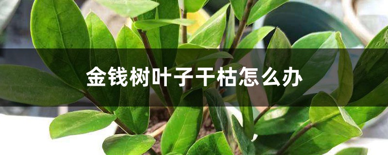 金钱树叶子干枯怎么办 金钱树叶子干枯怎么办