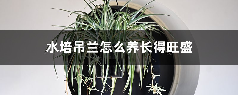 水培吊兰怎么养长得旺盛 水培吊兰怎么养长得旺盛