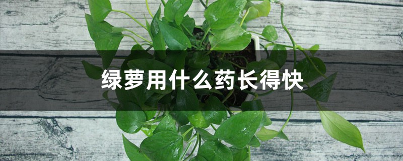 绿萝用什么药长得快 绿萝用什么药长得快