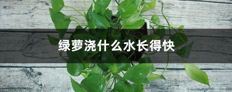 绿萝浇什么水长得快