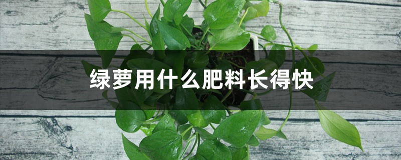 绿萝用什么肥料长得快 绿萝用什么肥料长得快