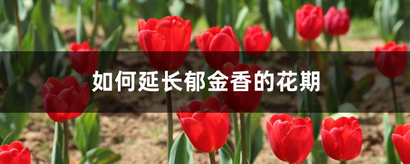 如何延长郁金香的花期 如何延长郁金香的花期