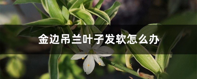 金边吊兰叶子发软怎么办 金边吊兰叶子发软怎么办