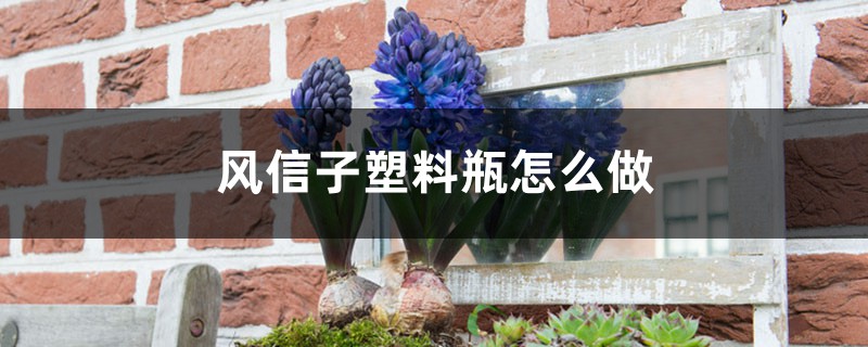 风信子塑料瓶怎么做 风信子塑料瓶怎么做