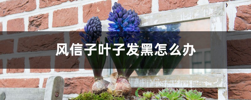风信子叶子发黑怎么办 风信子叶子发黑怎么办