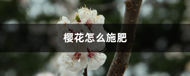 樱花怎么施肥 樱花怎么施肥