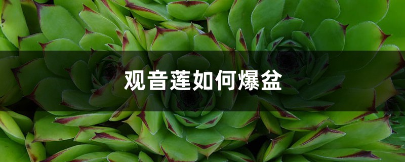 观音莲如何爆盆 观音莲如何爆盆
