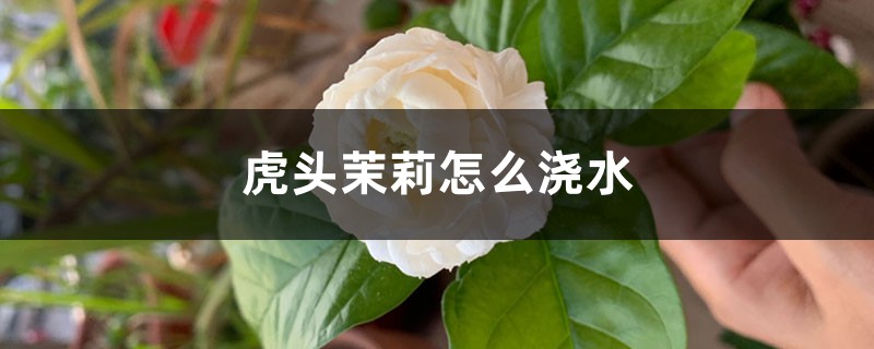 虎头茉莉怎么浇水 虎头茉莉怎么浇水