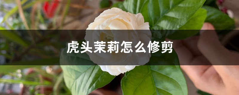 虎头茉莉怎么修剪 虎头茉莉怎么修剪