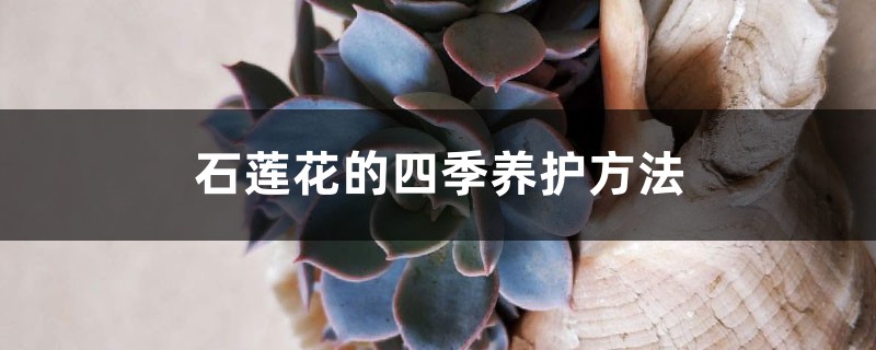 石莲花的四季养护方法 石莲花的四季养护方法