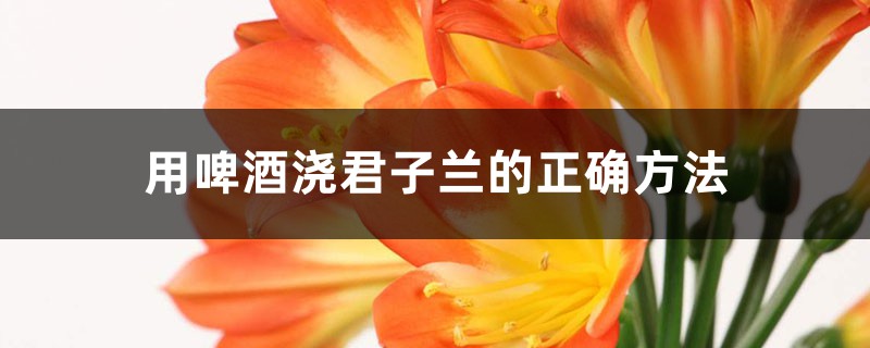 用啤酒浇君子兰的正确方法 用啤酒浇君子兰的正确方法
