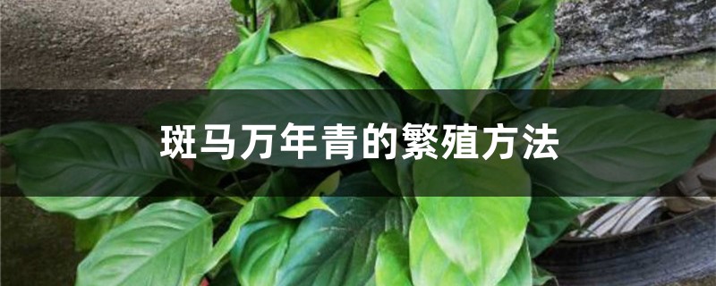 斑马万年青的繁殖方法 斑马万年青的繁殖方法