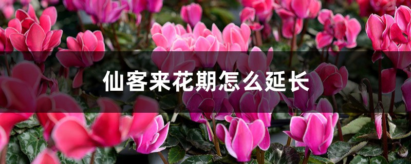 仙客来花期怎么延长 仙客来花期怎么延长