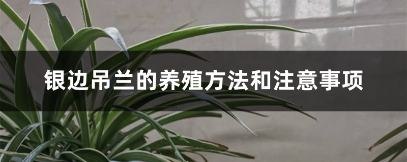 银边吊兰的养殖方法和注意事项 银边吊兰的养殖方法和注意事项