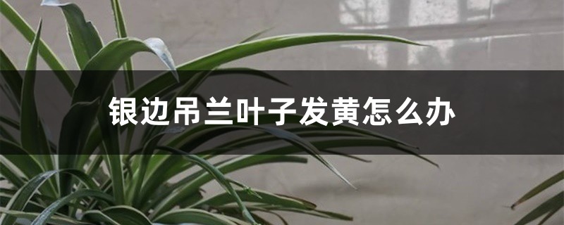 银边吊兰叶子发黄怎么办 银边吊兰叶子发黄怎么办