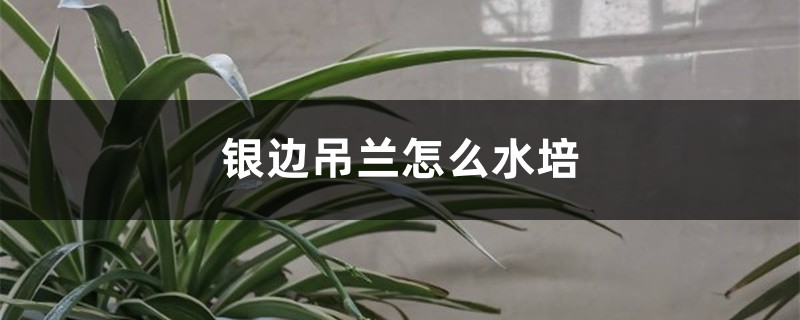 银边吊兰怎么水培 银边吊兰怎么水培