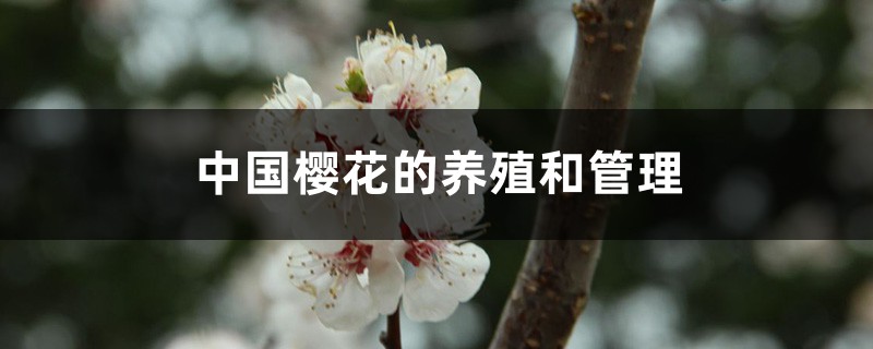 中国樱花的养殖和管理 中国樱花的养殖和管理