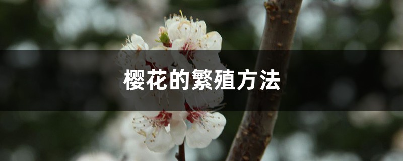 樱花的繁殖方法 樱花的繁殖方法