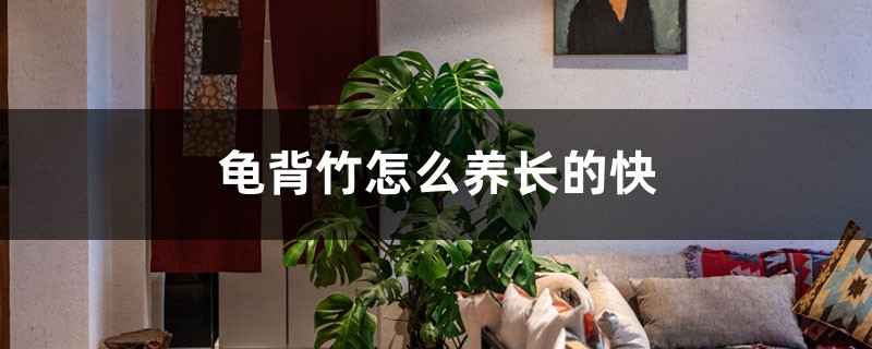 龟背竹怎么养长的快