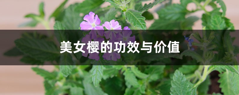 美女樱的功效与价值 美女樱的功效与价值