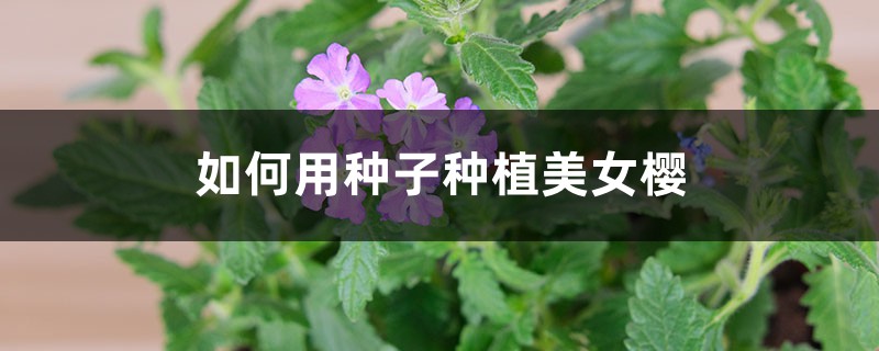 如何用种子种植美女樱 如何用种子种植美女樱