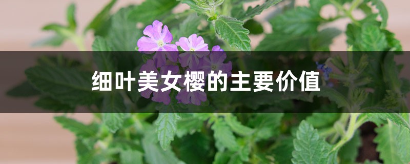细叶美女樱的主要价值 细叶美女樱的主要价值