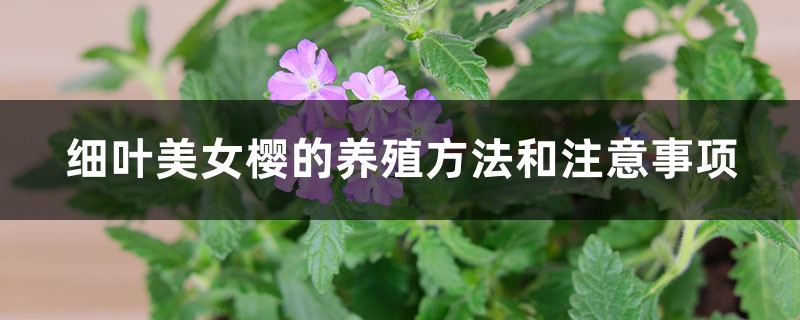 细叶美女樱的养殖方法和注意事项 细叶美女樱的养殖方法和注意事项