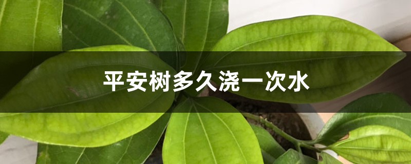 平安树多久浇一次水 平安树多久浇一次水
