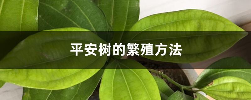 平安树的繁殖方法 平安树的繁殖方法