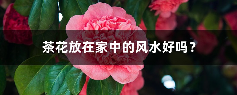 茶花放在家中的风水好吗? 茶花放在家中的风水好吗?