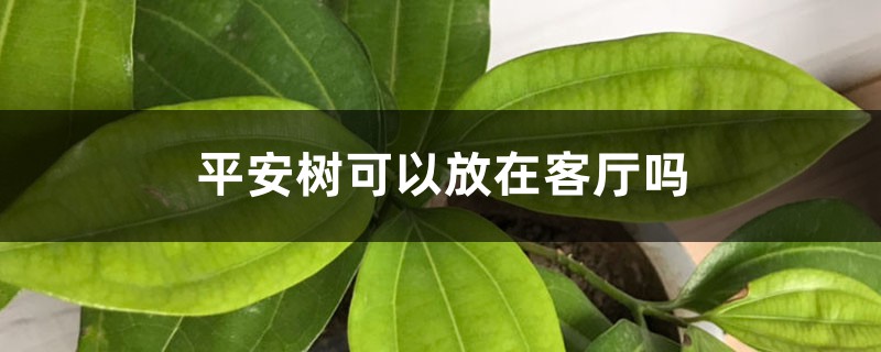 平安树可以放在客厅吗 平安树可以放在客厅吗