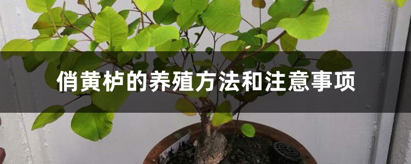 俏黄栌的养殖方法和注意事项 俏黄栌的养殖方法和注意事项