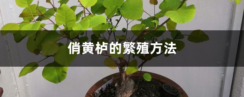 俏黄栌的繁殖方法 俏黄栌的繁殖方法