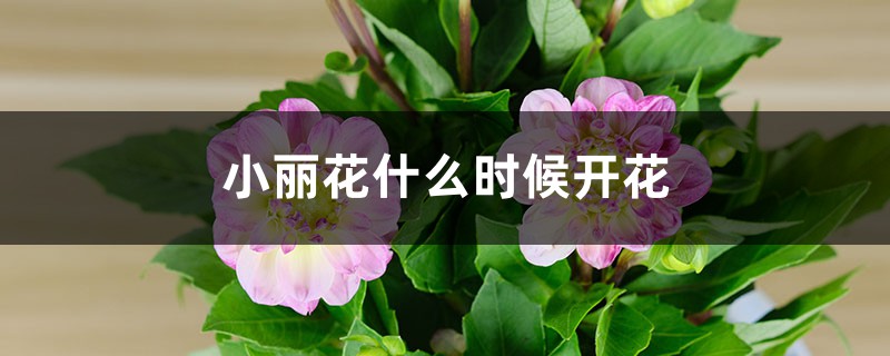 小丽花什么时候开花 小丽花什么时候开花