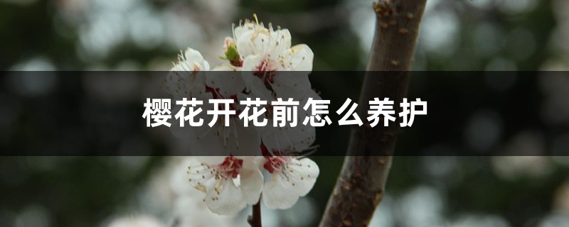 樱花开花前怎么养护 樱花开花前怎么养护