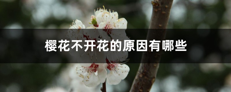樱花不开花的原因有哪些 樱花不开花的原因有哪些