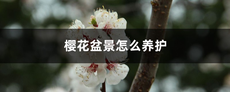樱花盆景怎么养护 樱花盆景怎么养护
