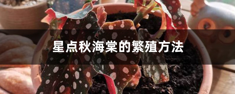星点秋海棠的繁殖方法 星点秋海棠的繁殖方法