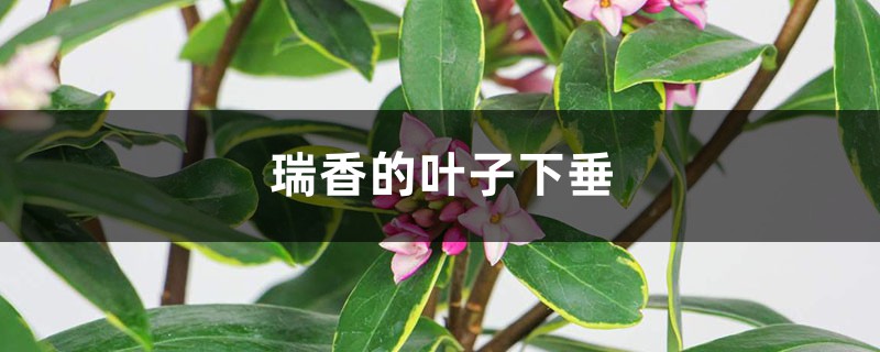 瑞香的叶子下垂 瑞香的叶子下垂